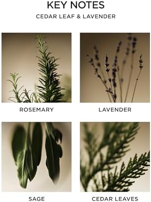 NEST New York Reed Diffuser Cedar Leaf Lavender 59 Fl Oz