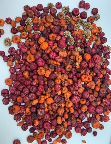 Putka Pods Mini Dried Pumpkin for Fall Decor