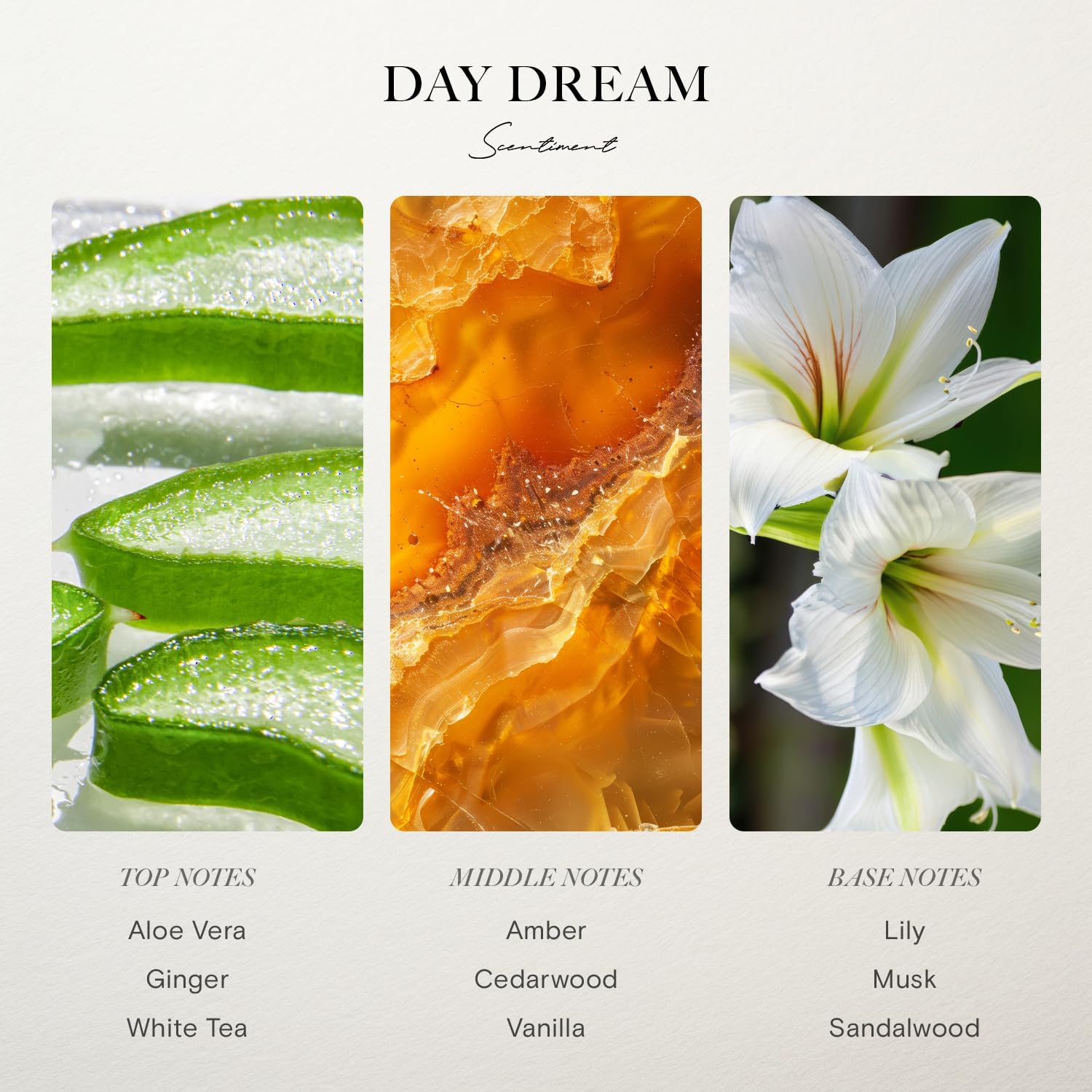Day Dream Reed Diffuser Set - Black Ceramic 100ml