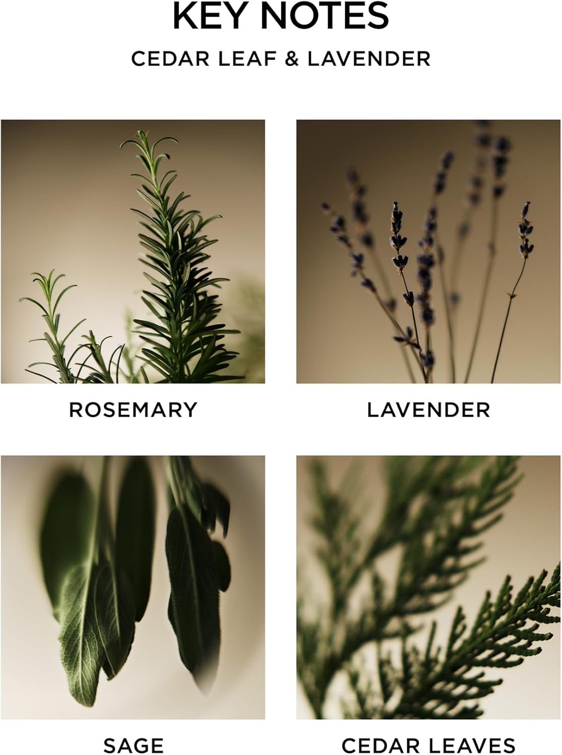 NEST New York Reed Diffuser Cedar Leaf Lavender 59 Fl Oz