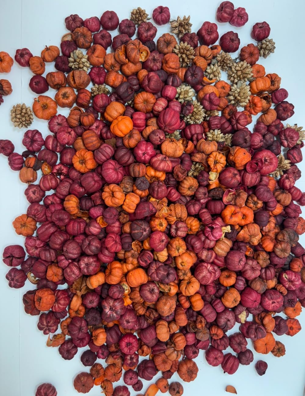 Putka Pods Mini Dried Pumpkin for Fall Decor